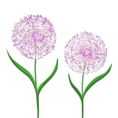 Allium flower, decorative bow on a white background. Purple ball of flowers. Illustration for printing, backgrounds, wallpapers, covers, packaging, greeting cards, posters, stickers. Vector eps 10.