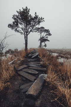 Thursley Burnt Boardwalk