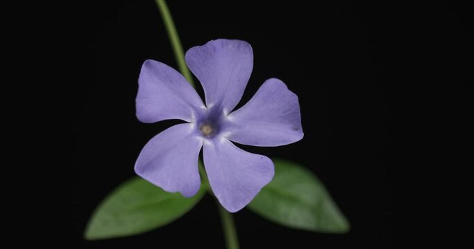 Rotation of the purple blooming periwinkle flower. Close-up. Isolated