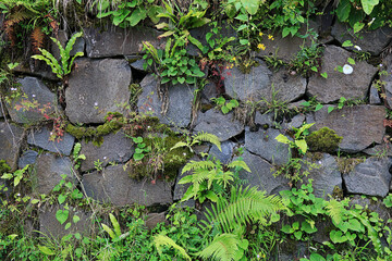 Abondoned  Stone Wall with Wild Vegetation - Powered by Adobe