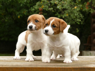 Crowd of jack russell terrier puppies