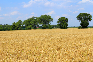 wheat field on a sunny day