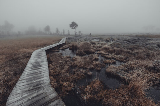 Thursley Boardwalk in the mist.