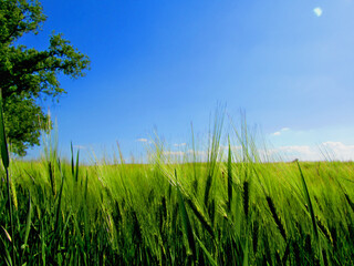 barley field in spring