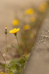 yellow flowers in the field