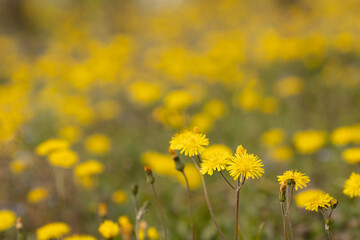 field of yellow dandelions