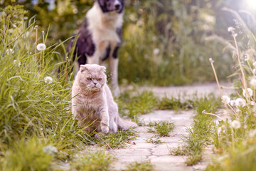 A British cat walks on the street.