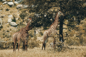 Giraffe in Mjejane.