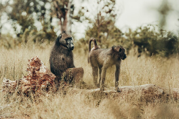 Baboons, Kruger National Park.