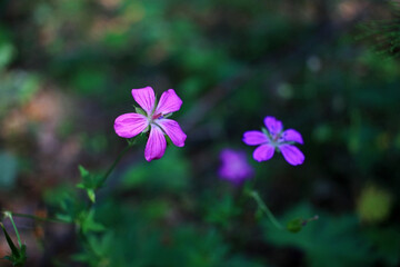 Purple forest flowers in the meadow