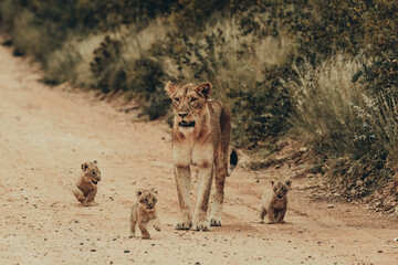 Lioness with cubs, Kruger National Park. - obrazy, fototapety, plakaty