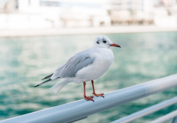 Beautiful seagull sit on the parapet of the embankment in the Dubai Marina area.