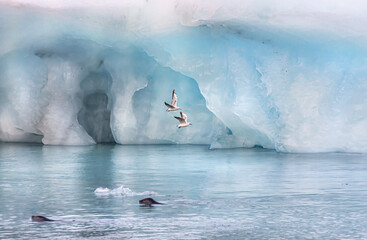 Selective focus of gray-winged seagull flying above a frozen coast in Iceland