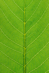 Green leaf texture background with light behind. High resolution photo.