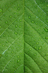 Macro photo of the water drops on green leaf after the rain droplets. Beautiful natural close up photo.