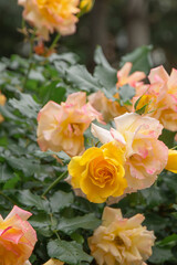 beautiful yellow roses