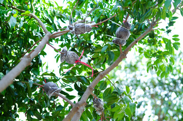 High angle view group of grafting on the branches of tree at the plantation farm