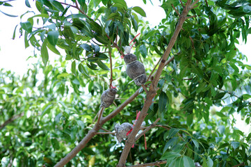 High angle view group of grafting on the branches of tree at the plantation farm