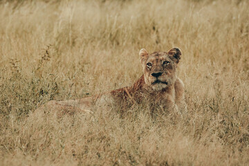 Lioness, Kruger National Park.