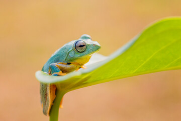 Portrait of Frog