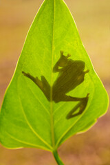 Portrait of Frog