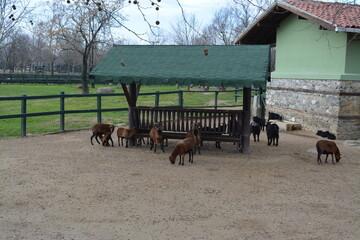 Fototapeta premium horses in a farm