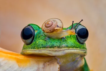 Deurstickers Portrait of Frog © andi
