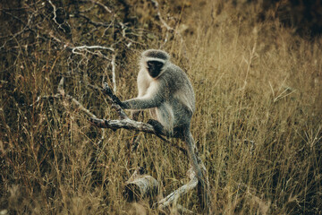 Vervet Monkey, Kruger National Park.