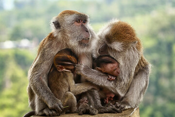 The Portrait of Monkey and family