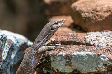 Monitor lizard Varanus on stone bricks in Anuradhapura, Sri Lanka.