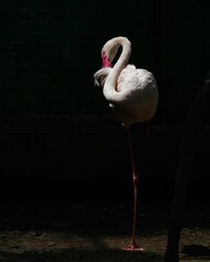 ragunan zoo, south jakarta - indonesia - may 4th 2021 : the flaminggo at the ragunan zoo standing under the sun while cleaning his body like dancing