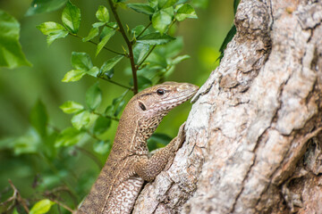 Monitor lizard Varanus on the tree in Anuradhapura, Sri Lanka.