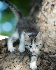 bekasi, west java - indonesia / february 21st 2021 : the kitten try to step down the trunk and showing the attitude of big tiger