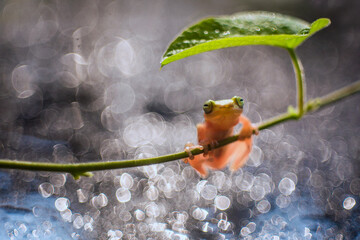 Portrait of Frog
