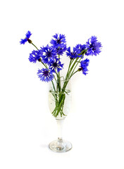 isolated on white background flowers cornflowers in a vase