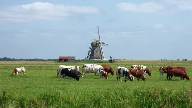 Cows grazing with a classic Dutch windmill on background in Aarlanderveen, The Netherlands - typical Dutch countryside scene