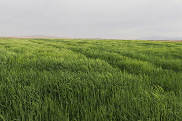 Green wheat field, cereal plants