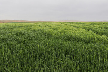 Green wheat field, cereal plants