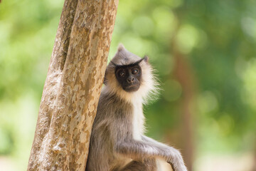 Gray baby langur, Polonnaruwa, Sri Lanka.
