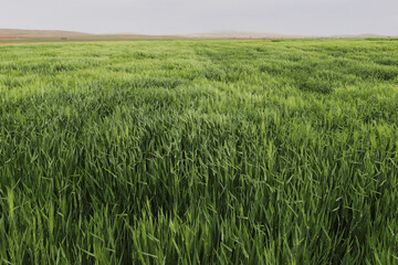 Green wheat field, cereal plants
