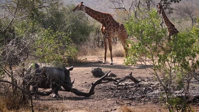 Southern white rhinoceros in mud bath with girafe in background in Kruger National park, South Africa ; Specie Ceratotherium simum simum family of Rhinocerotidae