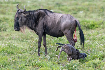 Obraz na płótnie Canvas A mother wildebeest waits for her cute baby calf to get on its wobbly legs, Ngorongoro Concervation Area, Tanzania, Africa.