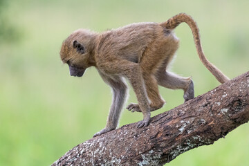 A young baboon strolls concentrated over a thick branch at Tarangire National Park, Tanzania, Africa.