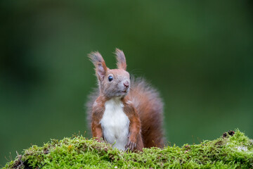 Red Squirrel (Sciurus vulgaris) foraging for food in a forest in Austria, front view against soft green foliage background
