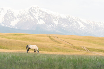 Obraz premium A white horse grazes on a lawn in the mountains. Beautiful white mustang