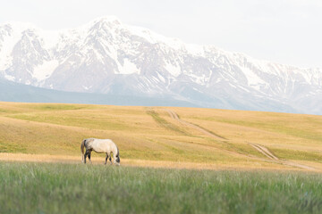 A white horse grazes on a lawn in the mountains. Beautiful white mustang