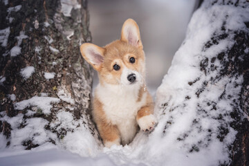 A cute three-month-old Welsh Corgi Pembroke puppy peeking out from behind snow-covered tree trunks against the backdrop of a frosty winter landscape. Muzzle in the snow