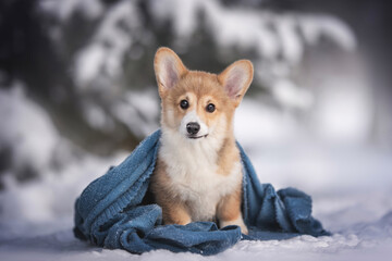 A cute three-month-old welsh corgi pembroke puppy sitting in the snow covered with a blue knitted blanket against the background of snow-covered fir trees and winter landscape