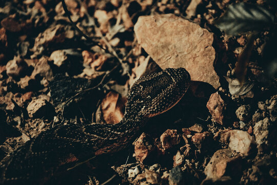 Puff Adder, Kruger National Park.