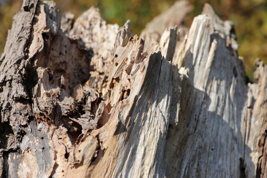 Close up of a decayed tree trunk as a background or natural display